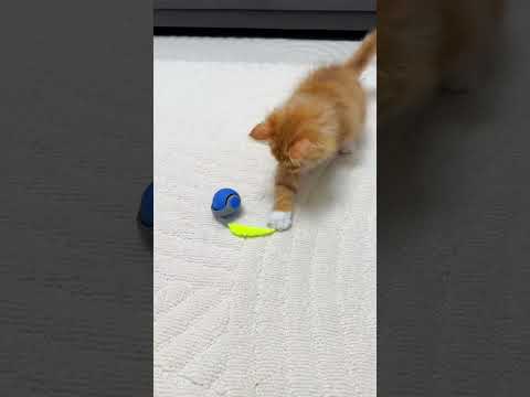 Speedy Tail Toy for Cats and Dogs