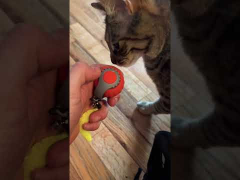 Speedy Tail Toy for Cats and Dogs