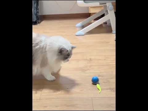 Speedy Tail Toy for Cats and Dogs